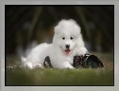 Szczeniak, Aparat fotograficzny, Pies, Samojed