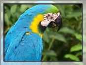 Papuga, Ara, Niebieska