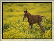 Konik, Arabski, Łąka