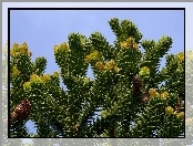 Araucaria