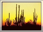 Arizona, Kaktusy, Pustynia, Ameryka, Północna
