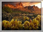 Rzeka, Kaktusy, Stany Zjednoczone, Kwiaty, Góry, Skały, Arizona