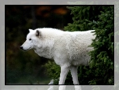 Wilk, Arktyczny, Drzewo