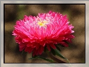 Aster