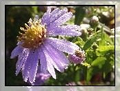 Aster, Rosy, Fioletowy, Kropelki