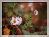 Aster, Kwiat, Jesienny