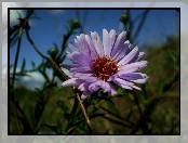 Aster, kwiatostan