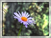 Aster, Tongolski