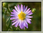 Aster