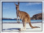 Australia, Kangur, Morze, Plaża, Góry