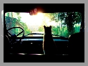 Kotek, Auto, Kierownica