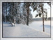 Las, Ławeczka, Śnieg