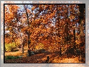 Ławka, Mostek, Rzeczka, Jesień, Alejki, Park