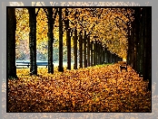 Ławki, Park, Jesień, Drzewa, Aleja, Liście