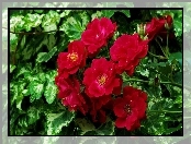 Kwiaty, Balkonowe, Czerwone