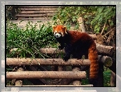 Drabinka, Mała, Panda, Pandka ruda, Czerwona, Bambus