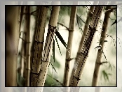 Bambus, Liście