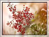 Niebiański bambus, Krzew, Gałązka, Rozmycie, Nandina, Krople