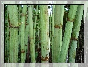 Bambus, Łodyga