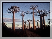 Drzewa, Baobab, Droga