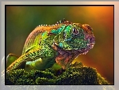 Barwna, Iguana