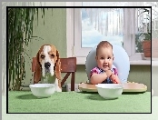 Śmieszne, Dziecko, Pies, Beagle, Jedzenie