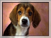 Beagle, Portret