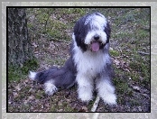 Bearded collie