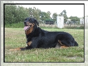 Beauceron