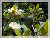 Magnolia, Biała, Krzew