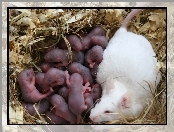 Biała, Myszki, Mysz, Małe