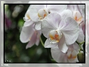 Orchidea, Biała, Storczyk
