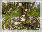 Ławeczka, Wiosna, Park, Biała, Magnolia