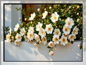 Kamelia, Kwiaty, Murek, Białe, Grafika AI