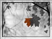 Czarno, Białe, Liście
