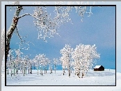 Białe, Domek, Drzewa, Śnieg