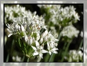 Białe, Makro, Kwiatki, Cebuli