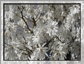 Kwiaty, Rozkwitnięte, Magnolia, Białe
