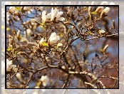 Magnolia, Białe, Kwiaty