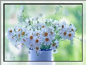 Margerytki, Białe, Kwiaty