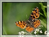 Motyl, Białe, Kwiatuszki