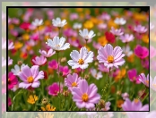 Różowe, Kosmea, Kwiaty, Białe