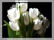 Białe, Tulipany
