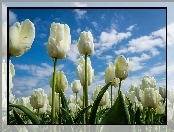 Białe, Tulipany