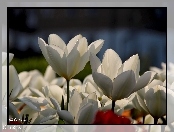 Białe, Tulipany