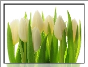 Białe, Tulipany