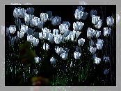 Białe, Tulipany