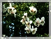 Kwiaty, Białej, Magnolii