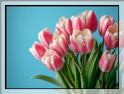 Kwiaty, Tulipany, Bukiet, Biało-różowe, Niebieskie tło