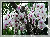 Biało, Orchidea, Różowy, Storczyk